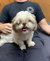 Reunited Female Dog last seen Annandale Bakery, Staten Island, NY 10312