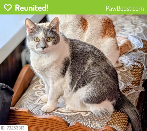 Reunited Female Cat last seen Cottman avenue and Montour Street, Philadelphia, PA 19111
