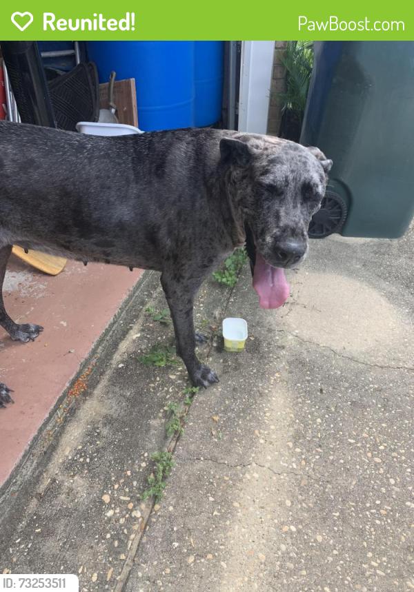 Reunited Female Dog last seen Buoy dr, Pensacola, FL 32507