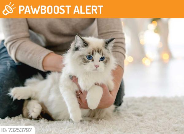 Found/Stray Unknown Cat last seen Park in front of Beach St., Mississauga, ON L5G 1N3