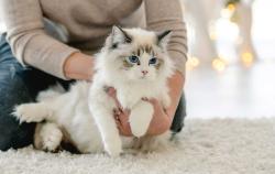 Found/Stray Unknown Cat last seen Park in front of Beach St., Mississauga, ON L5G 1N3
