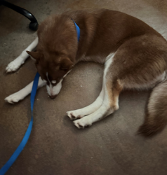 Reunited Female Dog last seen CAPITAL CIRCLE AND PURCELL RD, Lawrenceville, GA 30043