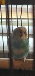 Lost Male Bird last seen Oxbow Drive, Grand Prairie, TX 75054