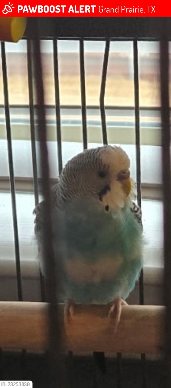 Lost Male Bird last seen Oxbow Drive, Grand Prairie, TX 75054
