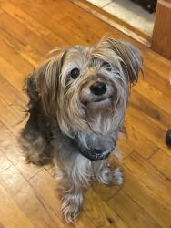 Reunited Male Dog last seen In the neighborhood Nob Hill, Elmsford, NY 10523