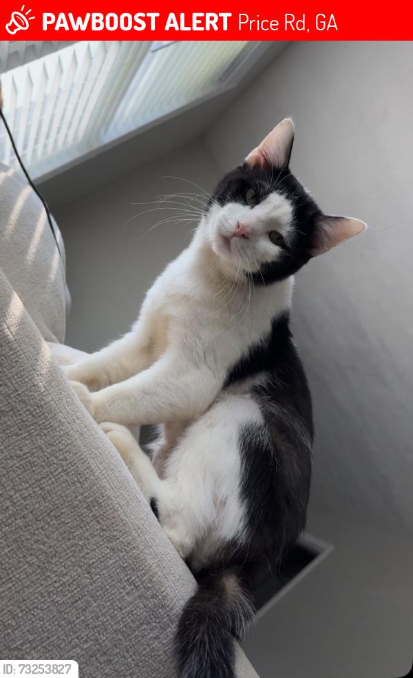 Lost Male Cat last seen Price road, Price Rd, GA 30506