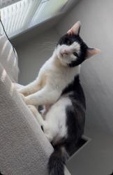 Lost Male Cat last seen Price road, Price Rd, GA 30506