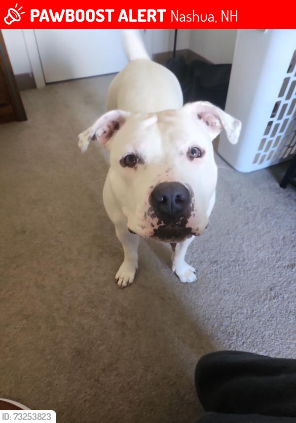 Lost Female Dog last seen apmt Complex, Nashua, NH 03062