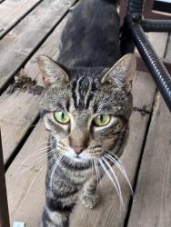 Reunited Male Cat last seen NE MLK and Fremont area, Portland, OR 97212