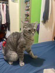 Reunited Male Cat last seen Onderdonk ave and grove st, Queens, NY 11385