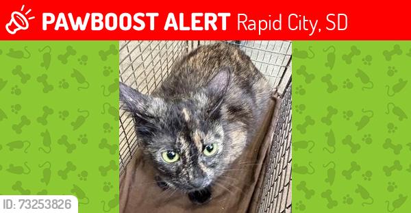 Lost Female Cat last seen rapid city coper hill dr, Rapid City, SD 57702