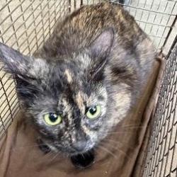 Lost Female Cat last seen rapid city coper hill dr, Rapid City, SD 57702
