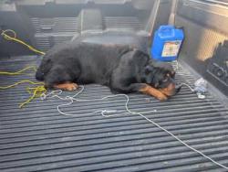 Shelter Stray Female Dog last seen at a park on seminary ave, Oakland, CA, 1101 29th Ave, Oakland, CA 94601, USA