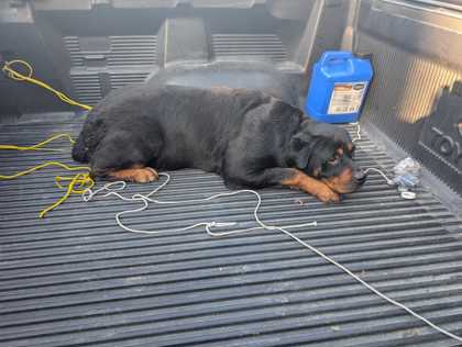 Shelter Stray Female Dog last seen at a park on seminary ave, Oakland, CA, 1101 29th Ave, Oakland, CA 94601, USA