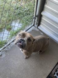 Shelter Stray Female Dog last seen Shell South, City of Alvarado, TX, 602 S Pkwy Dr, Alvarado, TX 76009, USA
