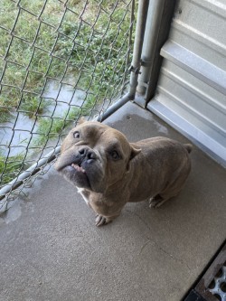 Shelter Stray Female Dog last seen Shell South, City of Alvarado, TX, 602 S Pkwy Dr, Alvarado, TX 76009, USA