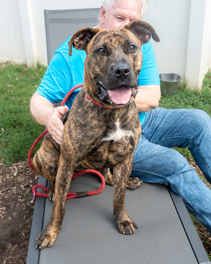 Shelter Stray Female Dog last seen Tilson Rd & Dawn Dr Candler-McAfee, GA 30032, 30002, GA, 3280 Chamblee Dunwoody Rd, Chamblee, GA 30341, USA