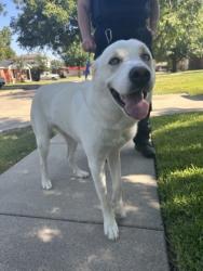 Shelter Stray Male Dog last seen Near Lakeland dr, North District, TX, 355 Hillshire Dr, Haslet, TX 76052, USA