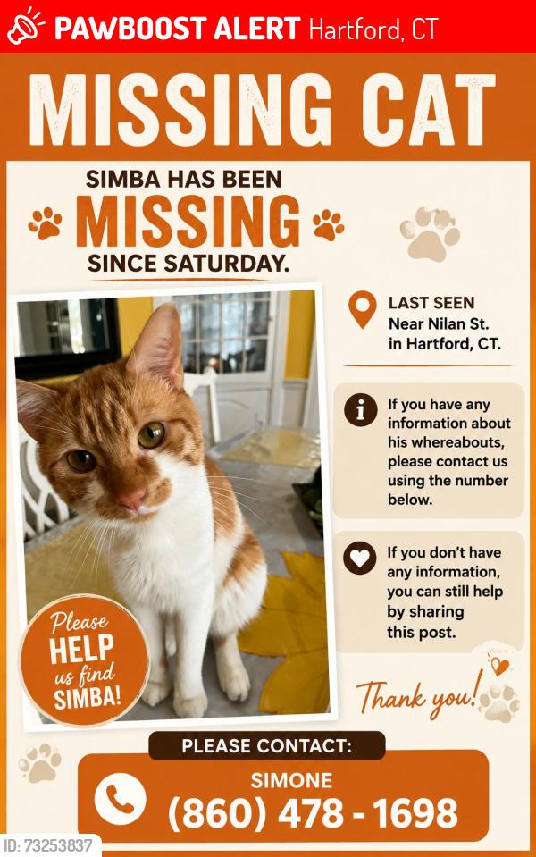 Lost Male Cat last seen Near my home, Hartford, CT 06106