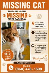 Lost Male Cat last seen Near my home, Hartford, CT 06106
