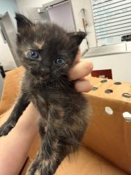 Shelter Stray Female Cat last seen H.H. Beam Elementary, 200 Davis Park Rd, County/Unicorporated, NC, 1491 Business Park Ct, Gastonia, NC 28052, USA