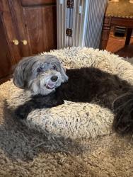 Reunited Male Dog last seen Olney Avenue, Philadelphia, PA 19120