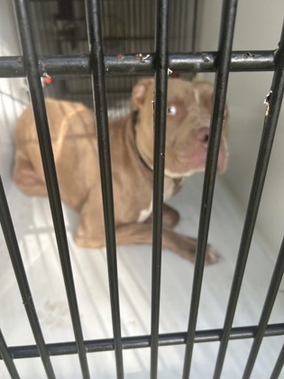 Shelter Stray Male Dog last seen Near centra villa dr, Atlanta, GA, 1251 Fulton Industrial Blvd NW, Atlanta, GA 30336, USA