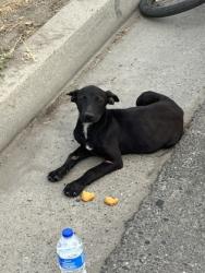 Shelter Stray Female Dog last seen E Church Ave & S Orange Ave, Fresno Zone Fresno CO 3 93725, CA, 1510 W Dan Ronquillo Dr, Fresno, CA 93706, USA