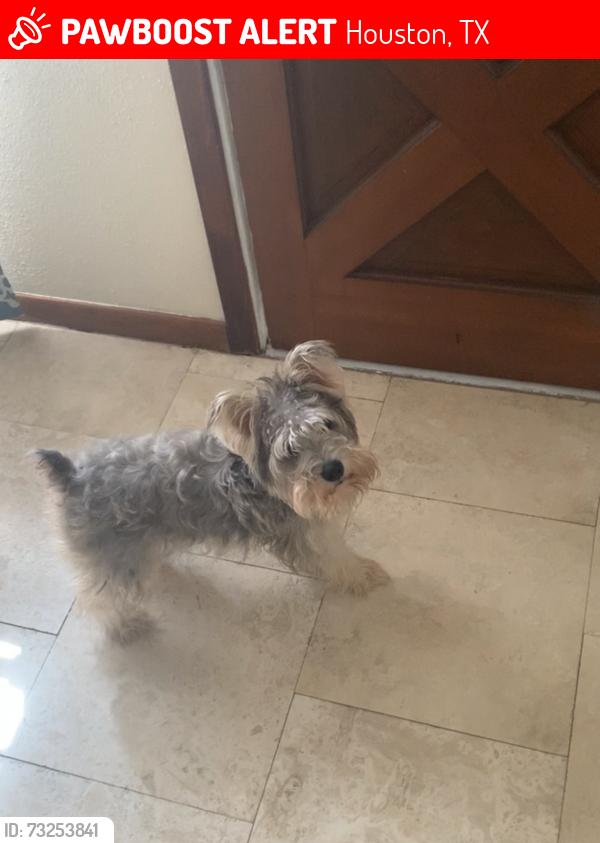 Lost Female Dog last seen Braniff st, Houston, TX 77075