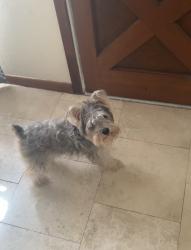 Lost Female Dog last seen Braniff st, Houston, TX 77075