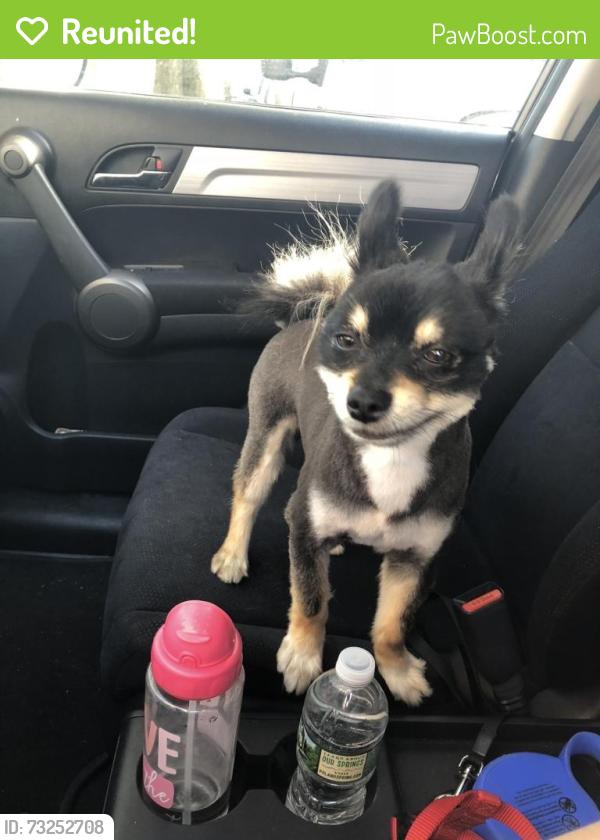 Reunited Male Dog last seen 7th street and Davenport Av, Newark, NJ 07107