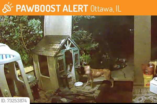 Found/Stray Unknown Dog last seen Congress St Ottawa, Ottawa, IL 61350