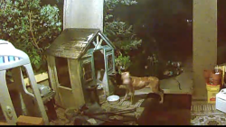 Found/Stray Unknown Dog last seen Congress St Ottawa, Ottawa, IL 61350