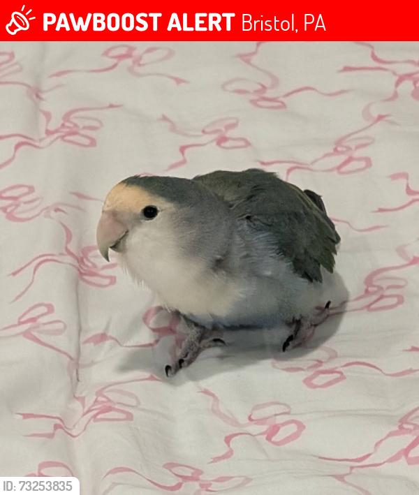 Lost Female Bird last seen Winder Dr and Weston Ave, Bristol, PA 19007