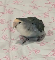 Lost Female Bird last seen Winder Dr and Weston Ave, Bristol, PA 19007