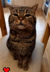 Lost Male Cat last seen Cheriton Avenue - DN6, Adwick le Street, England DN6 7EE