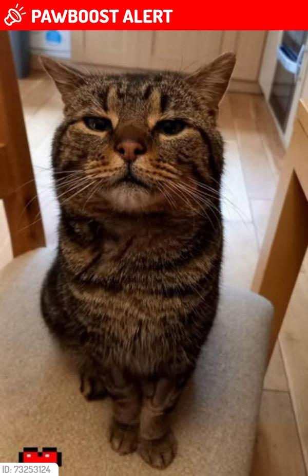 Lost Male Cat last seen Cheriton Avenue - DN6, Adwick le Street, England DN6 7EE
