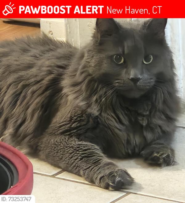 Lost Male Cat last seen Benjamin Jepson magnet school, New Haven, CT 06513