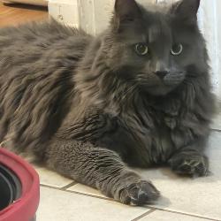 Lost Male Cat last seen Benjamin Jepson magnet school, New Haven, CT 06513