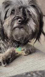 Reunited Female Dog last seen Rick Husband dr, El Paso, TX 79904
