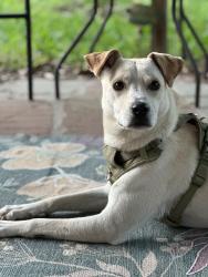 Lost Male Dog last seen Deerbrook Dr, Houston, TX 77339