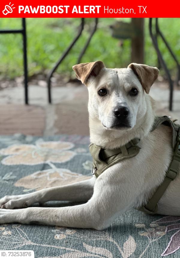 Lost Male Dog last seen Deerbrook Dr, Houston, TX 77339