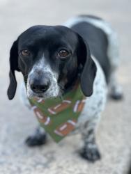 Lost Female Dog last seen Willis St, Visalia, CA 93277