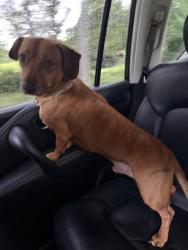 Found/Stray Male Dog last seen Wren rd, Anderson County, SC 29673