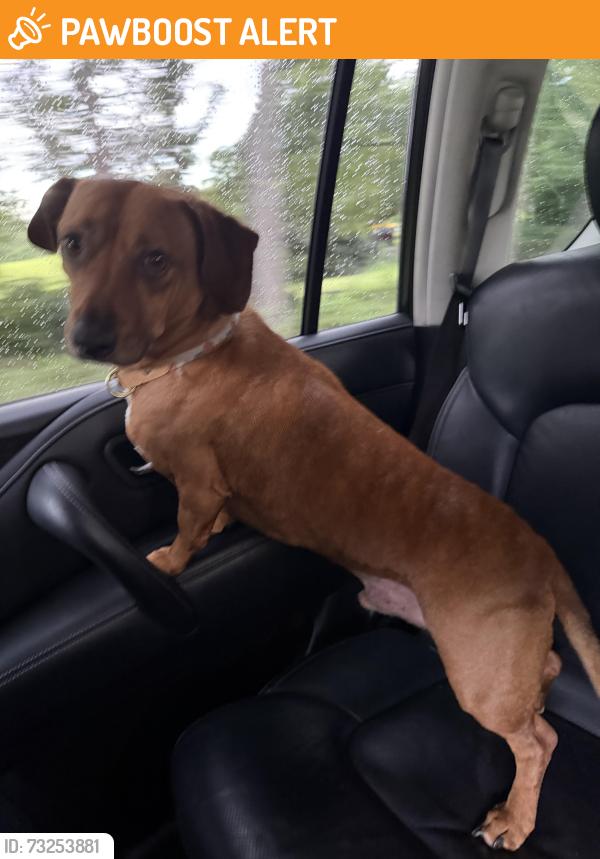 Found/Stray Male Dog last seen Wren rd, Anderson County, SC 29673