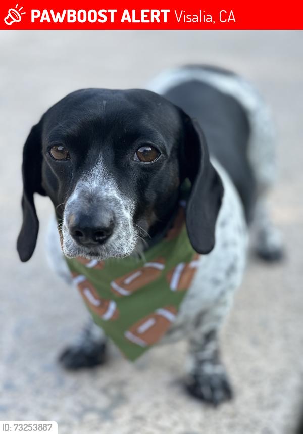 Lost Female Dog last seen Willis St, Visalia, CA 93277
