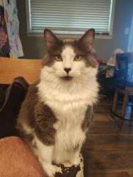 Lost Male Cat last seen Old Voth and Tram area, Beaumont, TX 77708