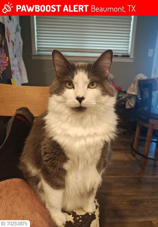 Lost Male Cat last seen Old Voth and Tram area, Beaumont, TX 77708