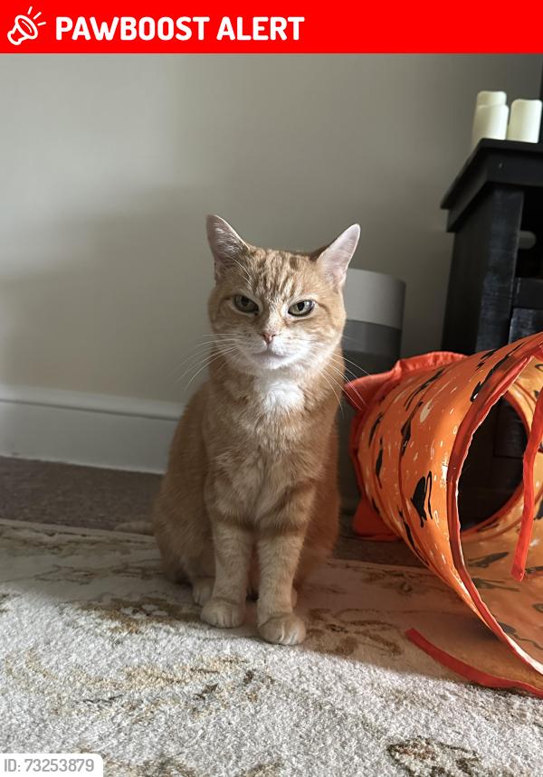 Lost Female Cat last seen By the Neighborhood hse/tennis courts, Setauket- East Setauket, NY 11733