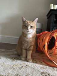 Lost Female Cat last seen By the Neighborhood hse/tennis courts, Setauket- East Setauket, NY 11733